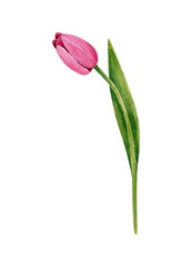 One tulip flower. Pink flower on the stem. Watercolor illustration isolated on a white background. - obrazy, fototapety, plakaty
