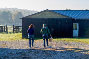 Two women walking after milking the cows in the barn early in the morning.