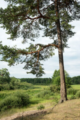 Fototapeta premium Trees, bushes and water - summer landscape near the Berezina river in Belarus