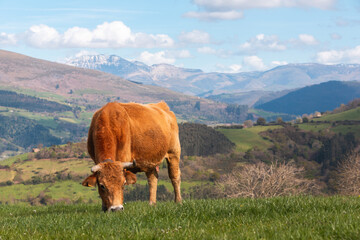 Brown cow grazing freely in a green field between mountains