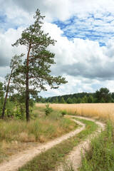 The nature of Belarus - a calm summer landscape on the banks of the Berezina River