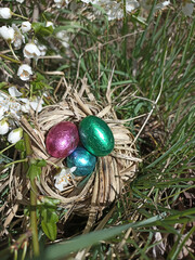 Nest with  easter eggs blue, green and pink