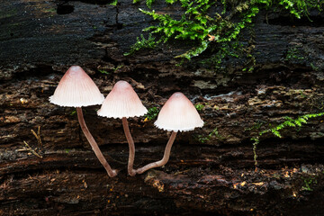 Wildlife of Europe- edible and inedible mushrooms growing in forest.
