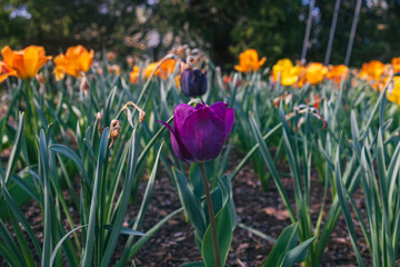 spring flowers blooming
