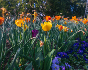 spring flowers blooming