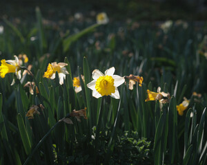 Fototapeta premium spring flowers blooming