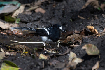 Spotted forktail (Enicurus maculatus) photographed near Lachen in Sikkim, India