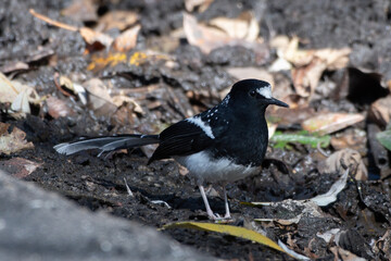 Spotted forktail (Enicurus maculatus) photographed near Lachen in Sikkim, India