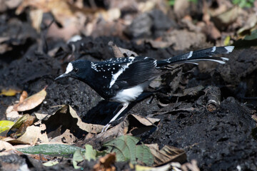 Spotted forktail (Enicurus maculatus) photographed near Lachen in Sikkim, India
