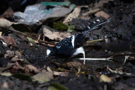 Spotted forktail (Enicurus maculatus) photographed near Lachen in Sikkim, India