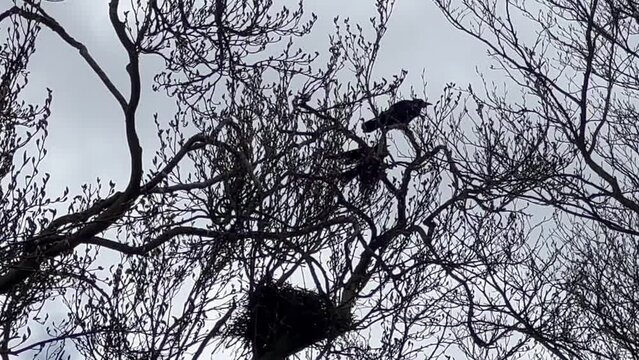 a pair of loud rooks (Corvus frugilegus) argue in spring treetop branches