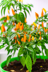 hot pepper in the pot