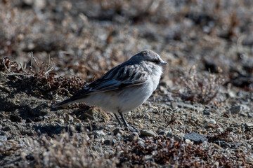 White-rumped snowfinch (Onychostruthus taczanowskii) photographed near Gurudongmar Lake in Sikkim, India