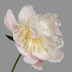 Gently pink peony flower isolated on a gray background.