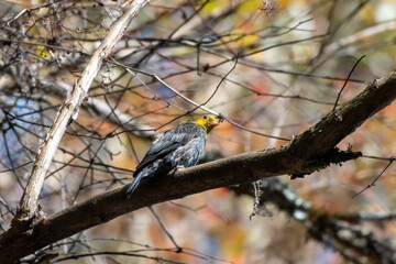 Closeup of Yellow-rumped honeyguide (Indicator xanthonotus) photographed near Lachen in North Sikkim, India