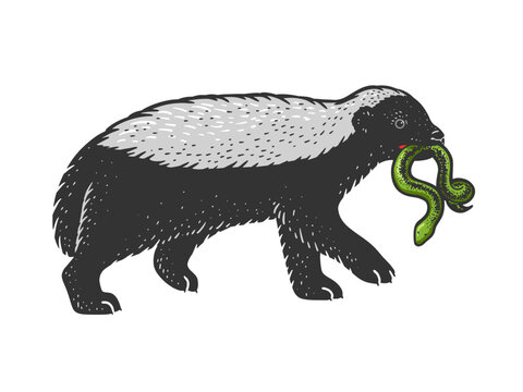Honey badger ratel with snake in mouth animal color sketch engraving vector illustration. T-shirt apparel print design. Scratch board imitation. Black and white hand drawn image.