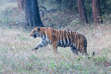 Naklejka na ściany i meble Photograph of Choti Madhu crossing the road and disappearing into the jungle, taken during a safari at Tadoba Andhari Tiger Reserve near Nagpur in Maharashtra, India