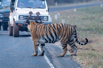 'Choti Madhu' crossing the road as safari vehicles stop to view this beautiful tiger at Tadoba...