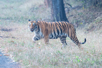 Fototapeta na wymiar Photograph of Choti Madhu crossing the road and disappearing into the jungle, taken during a safari at Tadoba Andhari Tiger Reserve near Nagpur in Maharashtra, India