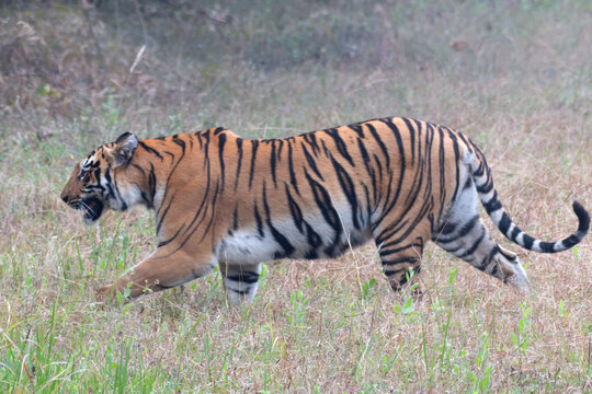 Photograph of Choti Madhu crossing the road and disappearing into the jungle, taken during a safari at Tadoba Andhari Tiger Reserve near Nagpur in Maharashtra, India