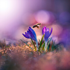 Close up of a bee flying midair between two purple crocuses with dreamy sunlight. Bokeh bubbles and...