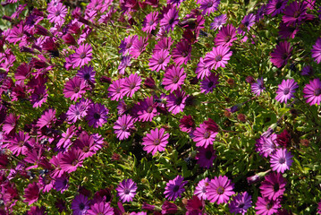 Osteospermum, purple daisies in flower