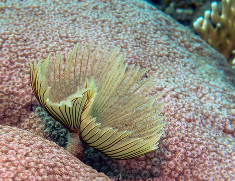 A Feather Duster Worm (Sabellastarte indica) in the Red Sea, Egypt