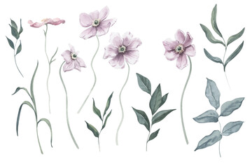 Watercolor Set with Cosmos Flowers and Foliage.