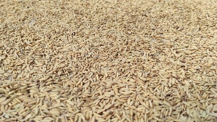 Close up of rice grains that are dried in the sun in the Cikancung area, Indonesia