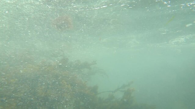 Fast Moving Current Underwater Through Seaweed, Dalkey, County Dublin