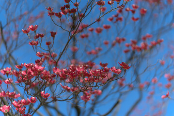 The Cornus tree in spring in April when there are only flowers and no leaves.