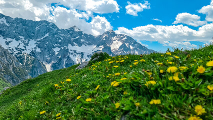 Fototapeta na wymiar Blooming spring meadow of alpine flowers with panoramic view on the rocky sharp mountains of Kamnik Savinja Alps in Carinthia, border Austria and Slovenia. High altitude pasture in Europe. Freedom
