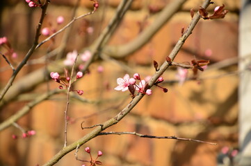 Frühlinngsblüte