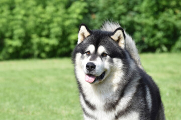 Alaskan Malamute dog face looking at the camera