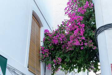 View of some purple flowers on a street in Mojacar, Spain