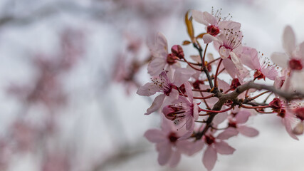 Kwitnące wiosenne drzewko w różowym odcieniu