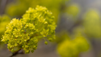 Wiosenny kwiat klonu w soczystej zieleni