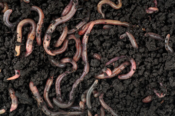 Garden compost and worms - top view of earthworms in black soil as background.