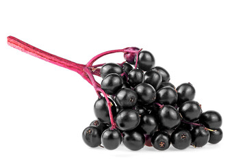 Ripe Sambucus or Black Elderberries on twig isolated on a white background. Bunch of fresh wild sambucus. Organic product.