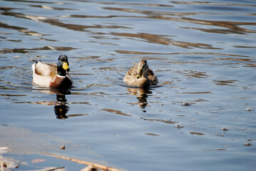 Mallard Duck Couple Swimming in the Water by a Boat Dock