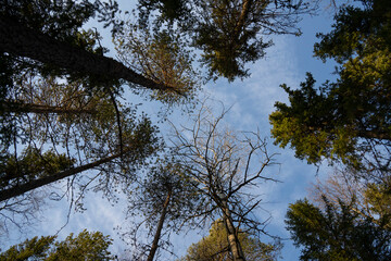 The Sky through Trees in a Forest