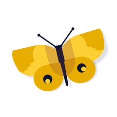 butterfly illustration