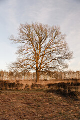 Samotne drzewo bez liści na wrzosowisku - obrazy, fototapety, plakaty