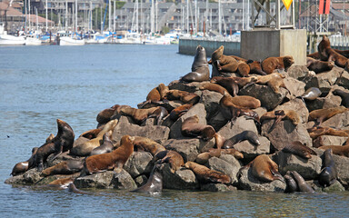 California sea lions basking in the sun, Newport Oregon USA