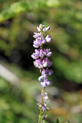 Close up of a garden lupine flower, Crater Lake National Park Oregon USA
