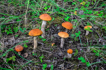 redhead mushroom in the forest .