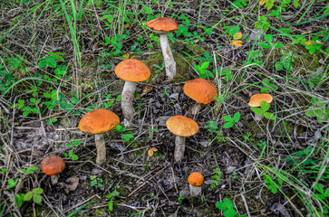 redhead mushroom in the forest .