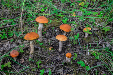 redhead mushroom in the forest .