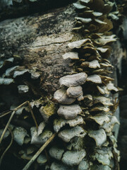 Wood mashroom, Carpathian Mountains