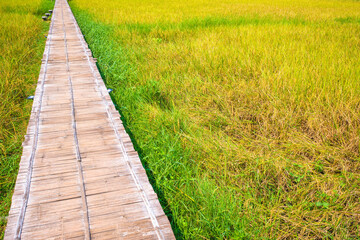 Straight walkway made of bamboo sticks in the rice field